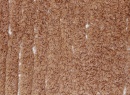 Tapis réversible en coton DUETTO - Toffee 8