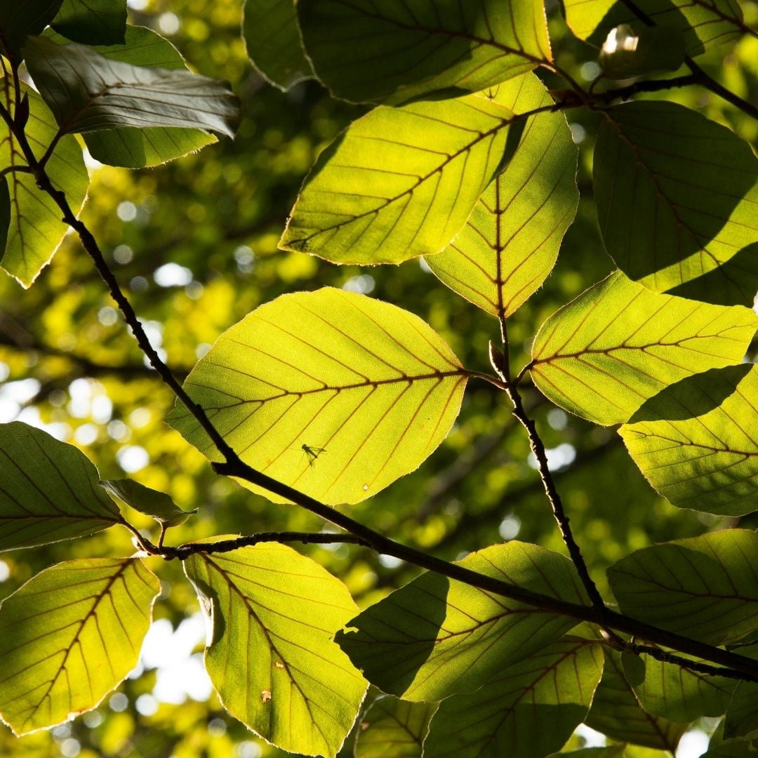 Meuble en bois
