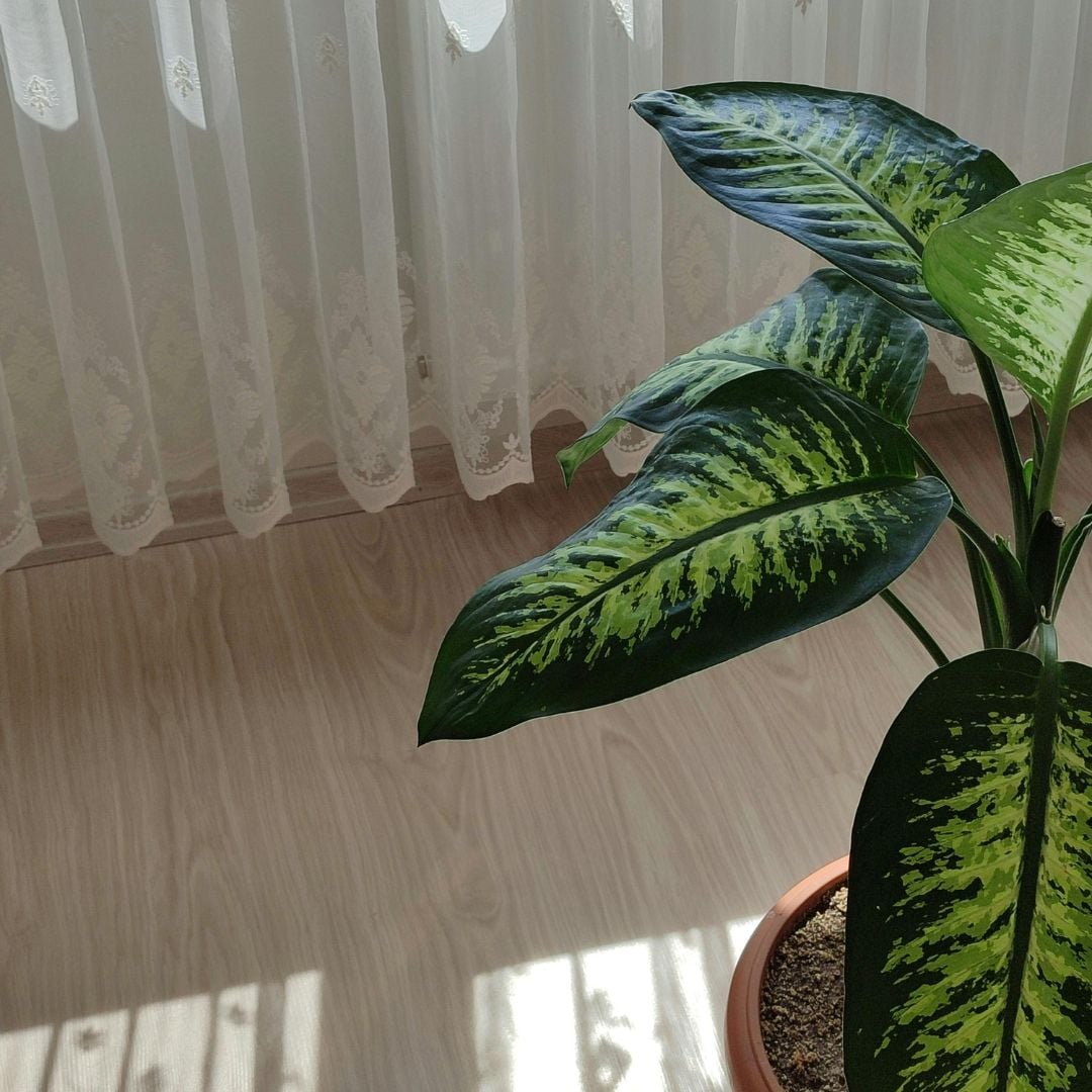 nature-chambre-ado-nateo