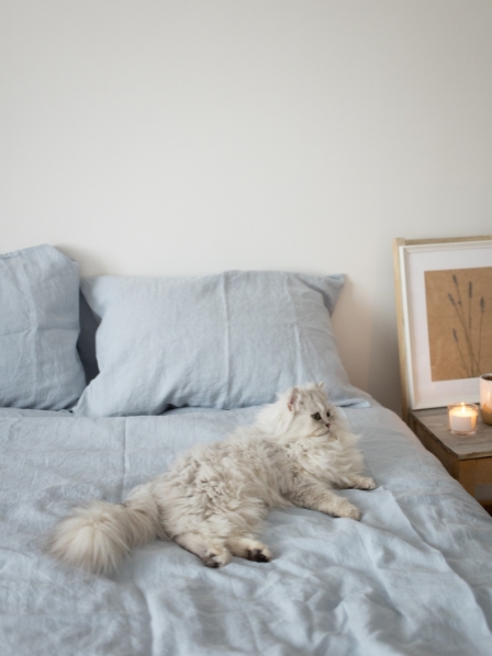 Il mio gatto ha fatto la pipì sul mio letto: come pulire